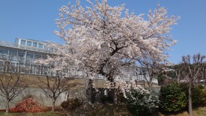 DSC00445